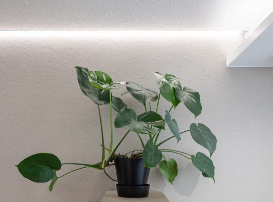 Led plant lighting increases plant well-being during the dark period