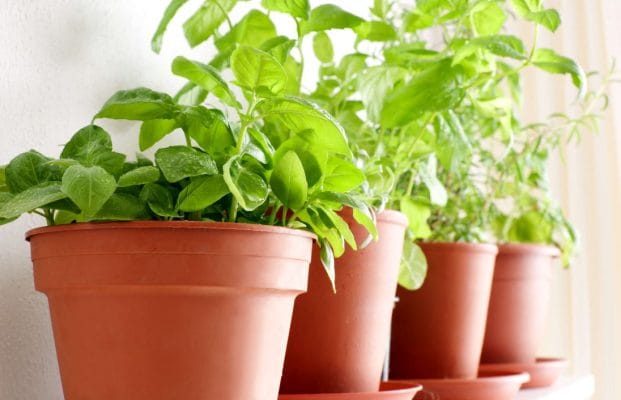 Led lamps as plant lights for plant well-being