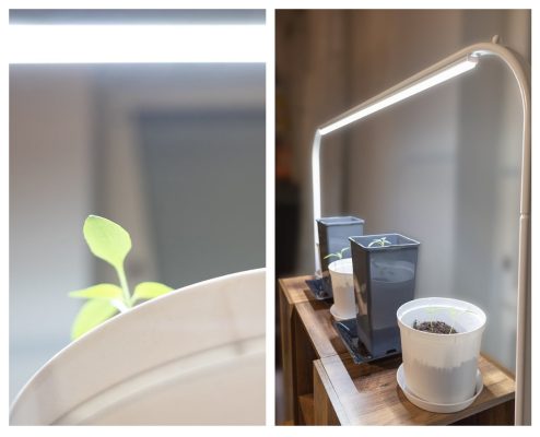 Using LED lights to grow plants all year round